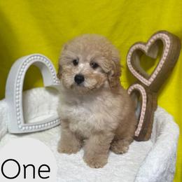 Poodle All Grown Up from Grams poodle babies