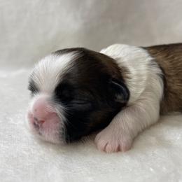 Shih Tzu Puppies from Little Miracles Shih Tzu
