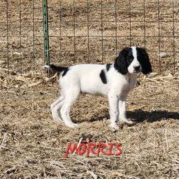 Morris - Black and white male English Springer Spaniel puppy in Craig, Nebraska from Fur & Feathers Kennel