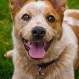 Ari - Australian Cattle Dog