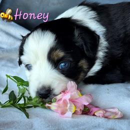 Honey - Blue tri female Toy Australian Shepherd puppy in Powell Butte, Oregon from Willow Lane Ranch