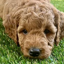 Cavapoos and Goldendoodles from Mountainview Mini Doodles