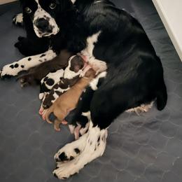 Cocker Spaniel Puppies from Southern Sunset Cockers