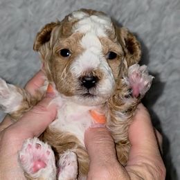 Red Girl - Red  female Goldendoodle puppy in Vernon, Texas from Sugarland's Texas Goldendoodles