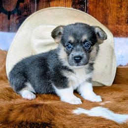 Minnie May Barry - Gray and white female American Corgi puppy in Paden, Oklahoma from Sunray Ranch