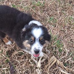 Bear - Black tri male Miniature Australian Shepherd puppy in Fairview, South Dakota from Dakota Toy Aussies
