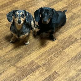 Dachshund All Grown Up from Space Coast Dachshunds