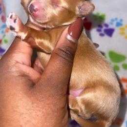 Girl 1 - Yorkshire Terrier puppy in Maryland from Colorful Yorkies