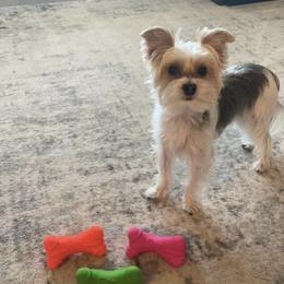 Yorkshire Terrier All Grown Up from Happy Tails Yorkies