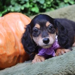 Beauty Black and Tan - Black and tan female Dachshund puppy in Woodbine, Georgia from Bowdachs Cream Pies