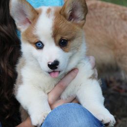 Spot - Red male Pembroke Welsh Corgi puppy in Fair Grove, Missouri from Cross D Ranch Corgis
