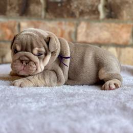 Violet - Lilac tri-color female Bulldog puppy in Hernando, Mississippi from Blues City Bulldogs