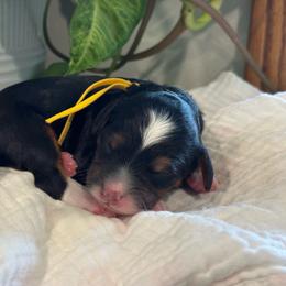 Yellow - Tri-color female Bernedoodle puppy in Hesperia, Michigan from Red Acres Poodles & Doodles