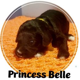 Goldendoodle Puppies from Magical Goldendoodles of Pioneer Valley, MA