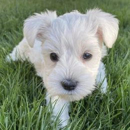 Miniature Schnauzers from Sovereign Dynasty Schnauzers