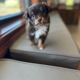 Ambrosia - Red tri female Miniature Australian Shepherd puppy in Clarkesville, Georgia from North Georgia Gems