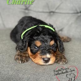 Charlie - Merle male Bernedoodle puppy in Vernon Center, Wisconsin from BrookeMarie’s Goldendoodle Love