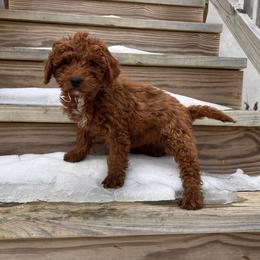 Yellow collar - Red  female Goldendoodle puppy in North Carolina from Lynes of Doodles