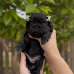 Caterpillar Crawl - Black female Shih Tzu puppy in Cedar Hill, Texas from Puppy Paper House