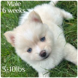 Freedom - White male Pomsky puppy in Marshall, Minnesota from Miles of Smiles Pomskies