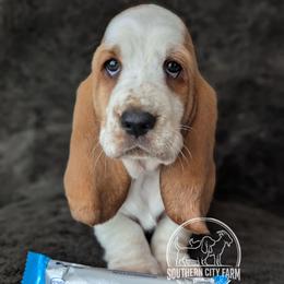 Zero - Red and white female Basset Hound puppy in Talbotton, Georgia from Southern City Bassets
