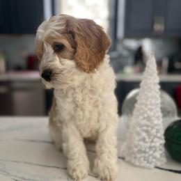 Boy 4 - Apricot male Australian Labradoodle puppy in East Granby, Connecticut from All-Spice Australian Labradoodles