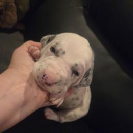Poseidon (gray) - White and black male Dalmatian puppy in Palmer, Massachusetts from Delaney's Dalmatians 2