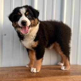 Callie - Black tri female Miniature American Shepherd puppy in Clinton, Missouri from Mockingbirds American Minis
