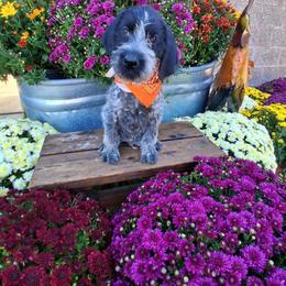 Boy 3 - Black and white male German Wirehaired Pointer puppy in Potosi, Wisconsin from Point and Flush Gun Dogs
