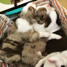 Australian Shepherd Puppies from Black Pond Australian Shepherds