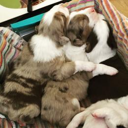 Australian Shepherd Puppies from Black Pond Australian Shepherds