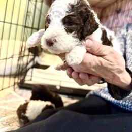Twix - Parti male Goldendoodle puppy in Cross, South Carolina from DoodleDandy & Danes