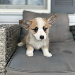 Willow - Sable female Pembroke Welsh Corgi puppy in Urbana, Ohio from Edgewood Farm and Kennel