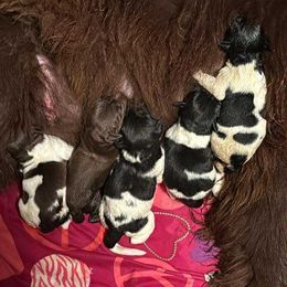 Newfoundland puppies from Rising Hope Kennels