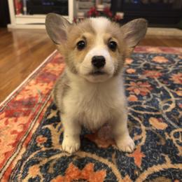 Light Blue collar female - Red female Pembroke Welsh Corgi puppy in Grantsville Md, Maryland from Standing Oaks Kennel