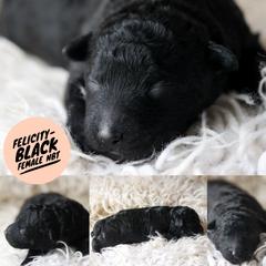 Felicity - Black female Mudi puppy in Gatlinburg, Tennessee from Greenbrier