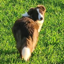 Indy - Border Collie
