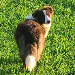 Indy - Border Collie