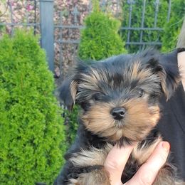 Yorkshire Terrier Puppies from Yorkie Puppies Redwood Ranch Chicago
