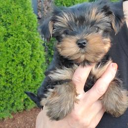 Yorkshire Terrier Puppies from Yorkie Puppies Redwood Ranch Chicago