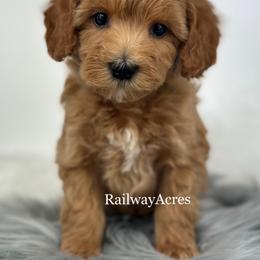 Zander - Red  male Goldendoodle puppy in Milford, Indiana from Railway Acres Kennel