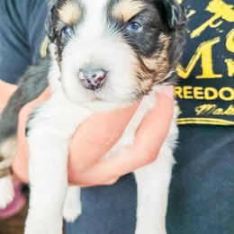 Australian Shepherd Puppies from Lake Daze