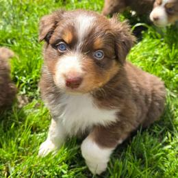 Guava - Red tri-color female Australian Shepherd puppy in Albany, Oregon from Red Cloud Australian Shepherds and DeGray Great Danes & Bulldogs