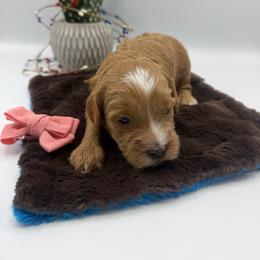 Bisbee - Red female Cavapoo puppy in Central, Arizona from Desert Valley Doodles