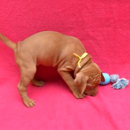 Vizsla Puppies from Summit Vizsla (we can deliver to you)