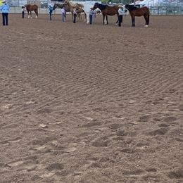 Irish Wolfhound and Miniature Schnauzer Puppies from Star Valley Schnauzers