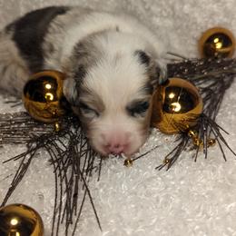 Australian Shepherd Puppies from Firelight Australian Shepherds