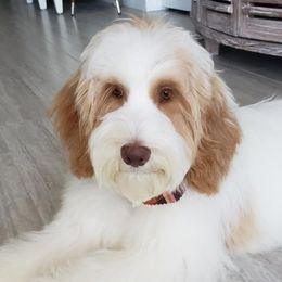 Australian Labradoodles from Sweet Bay Labradoodles