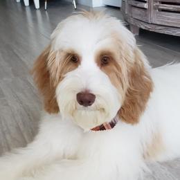 Australian Labradoodles from Sweet Bay Labradoodles