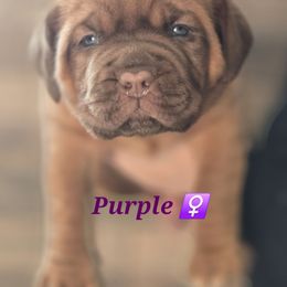 Purple - Mahogany female Dogue de Bordeaux puppy in Michigan from Boondocks Bordeaux
